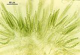 Corynophlaea flaccida4